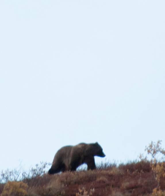 Um enorme grizzly macho caminha pelo Denali National Park, no Alaska